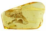 Detailed Fossil Earth Centipede (Geophilidae) In Baltic Amber - Rare! #357918-1